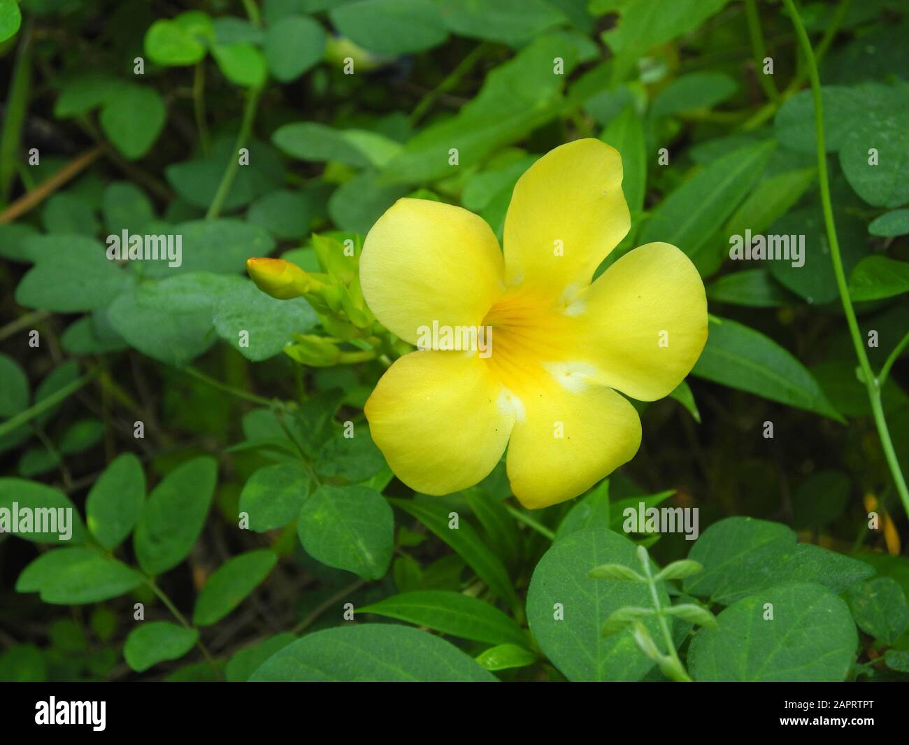 Tropische Pflanze Allamanda cathartica L. mit gelben Blumen und grünen Blättern in Kochi, Kerala, Indien Stockfoto