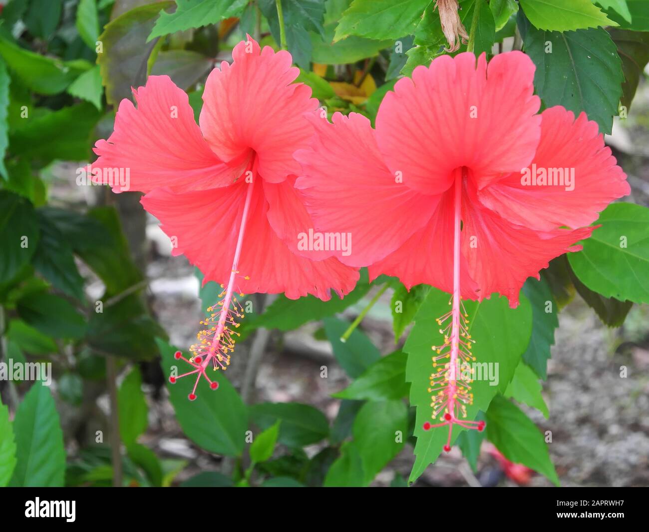 Der rote Hibiskus blüht auf einem Grund grüner Blätter in Kerala Kochi Stockfoto