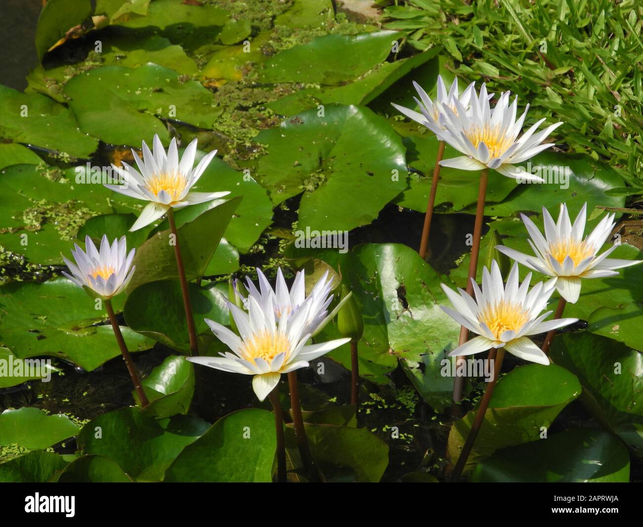Weißer lotus (Nelumbo) blüht in einem Teich auf dem Grund grüner Blätter in Kochi, Kerala, Indien Stockfoto