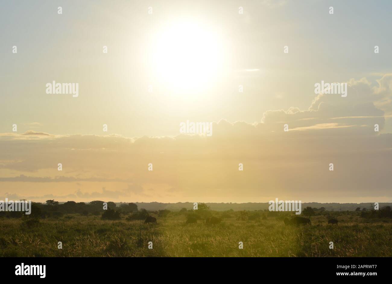 Wildeste weiden unter freiem Himmel auf der afrikanischen Savannah Stockfoto