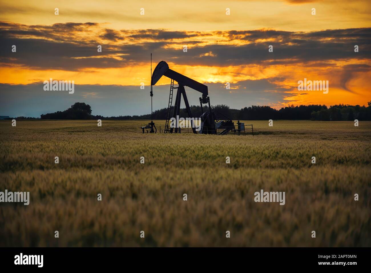 Ein Ölpumpenheber mitten auf dem Weizenfeld mit dem schönen Himmel bei Sonnenuntergang. Ein Pumpenheber ist ein Gerät, das in der Mineralölindustrie zum Extrahieren des CRU verwendet wird Stockfoto