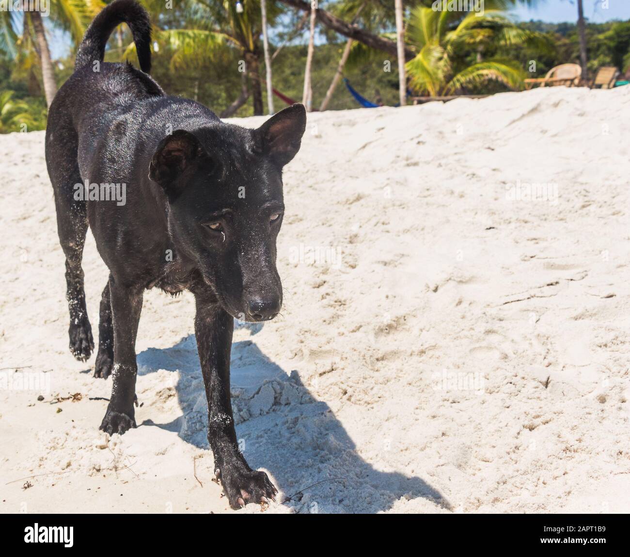 Ein thailändisches Ridgeback am Strand Stockfoto