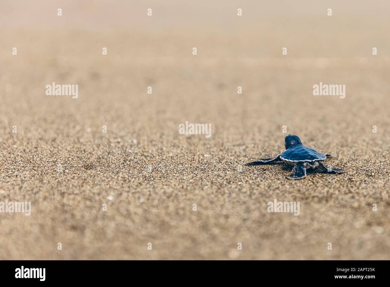 Babyschildkröte bei Pantai Pandan Sari, kriechend auf dem Sand; Ost-Java, Java, Indonesien Stockfoto