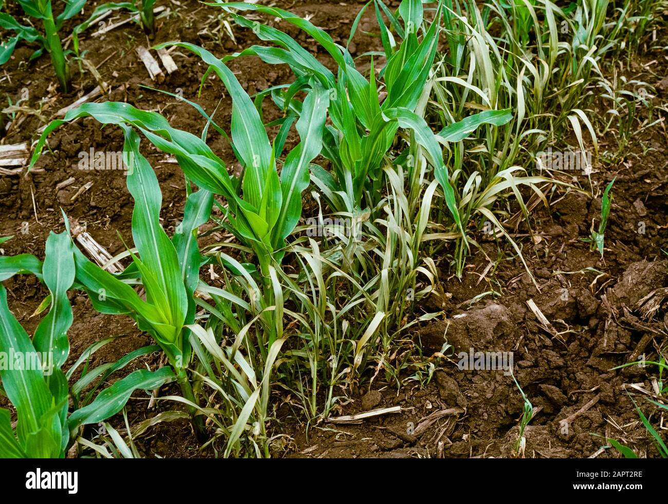 Landwirtschaft - Unkraut, chemische Anwendung, Ergebnisse der post-direkten Herbizid Spray auf Gräser in einem Maisfeld / Delaware, USA. Stockfoto