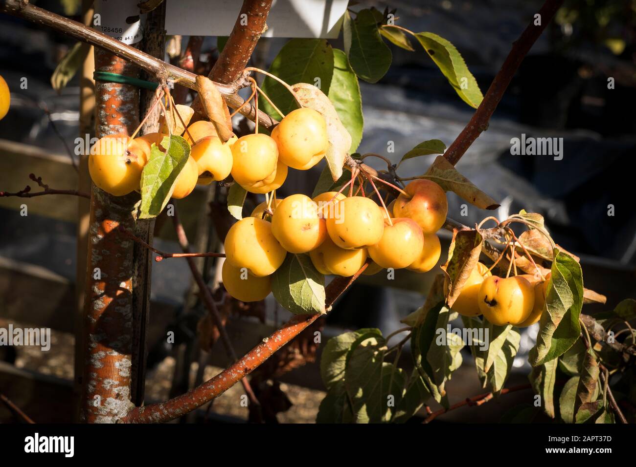 Leuchtend gelbe Frucht auf Malus Butterball in einer Baumschule in Hampshire England Großbritannien Stockfoto