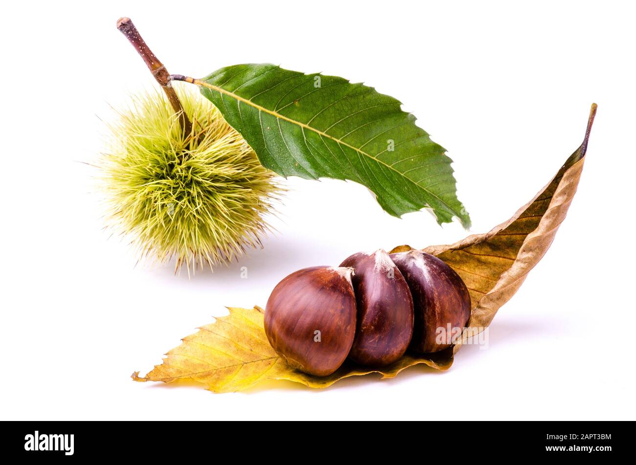 Einige Kastanien, KastanienIgel und Laub isoliert vom weißen Hintergrund Stockfoto