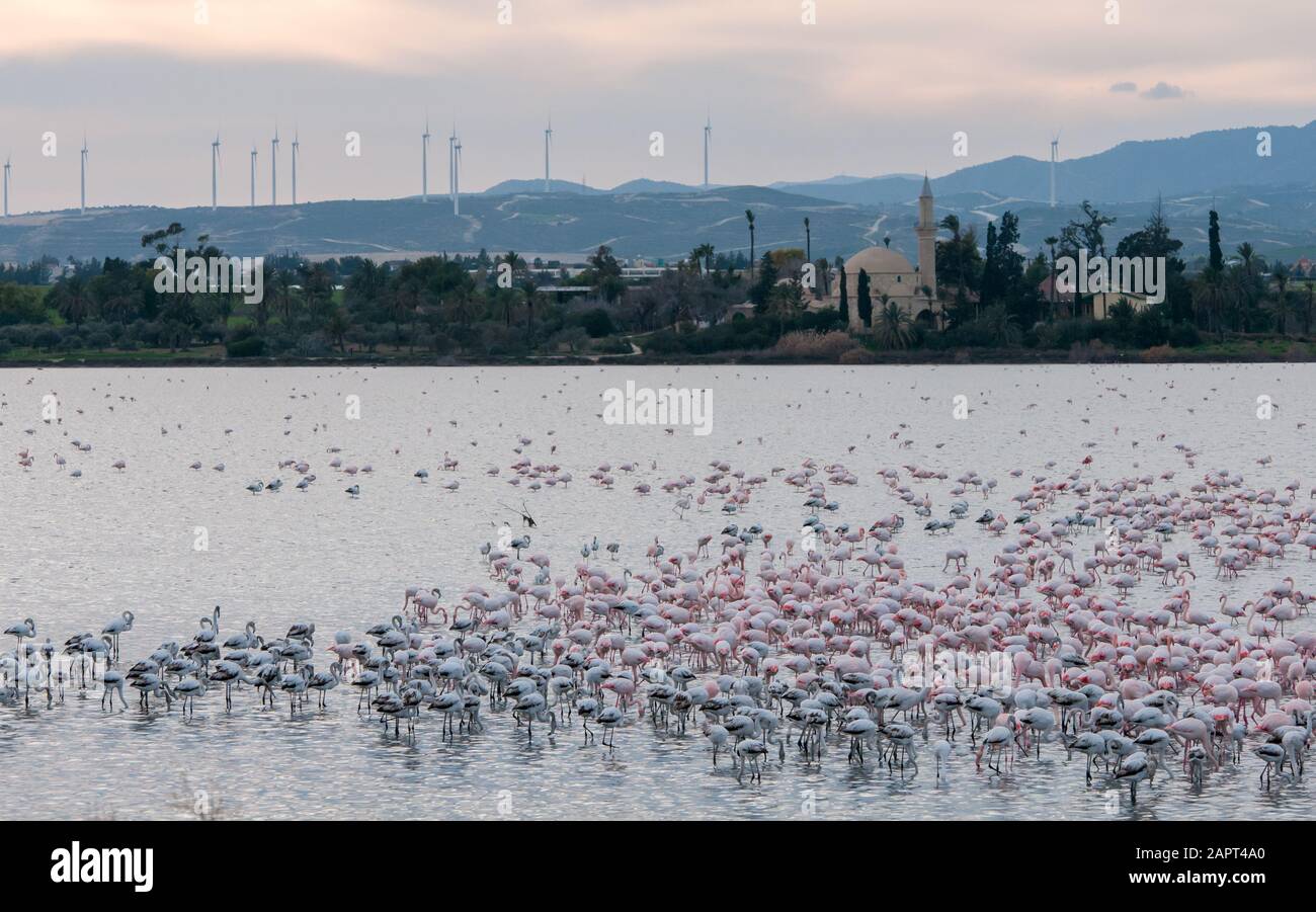 Gruppe wilder Flamingo-Vögel, die sich am Salzsee vor der berühmten Hala-Sultan-Tekke-Muslim-Schreinmoschee in Larnaca in C ausruhen und füttern Stockfoto