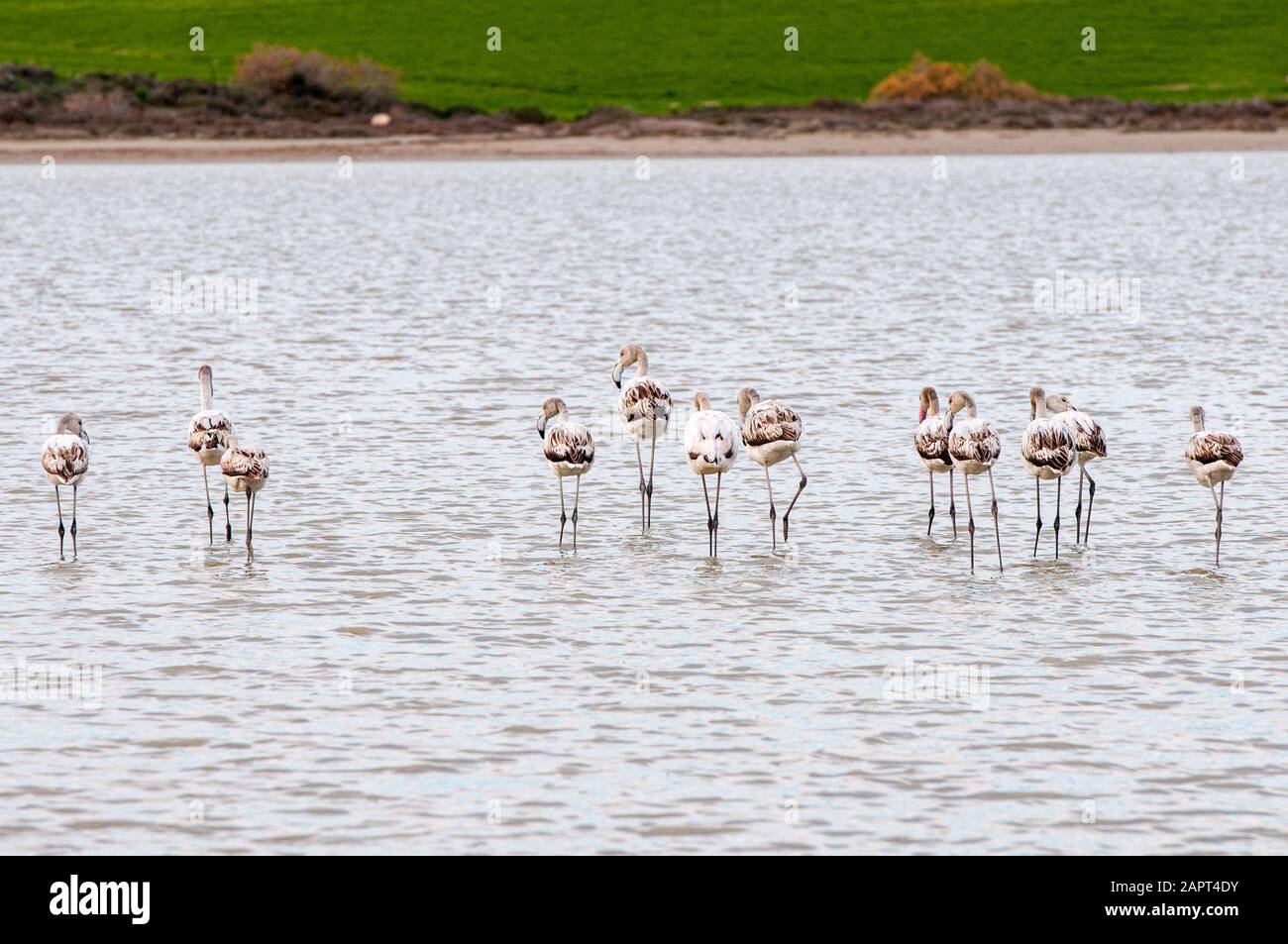 Gruppe wunderschöner Flamingo-Vögel, die am Salzsee von Larnaka auf Zypern spazieren gehen und füttern. Stockfoto