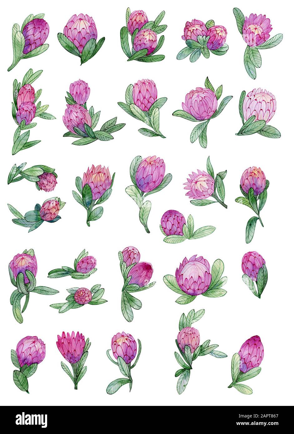 Set mit protea Blumen für Design. Exotische tropische Brötchen für Textil, brautdekoration. Stockfoto