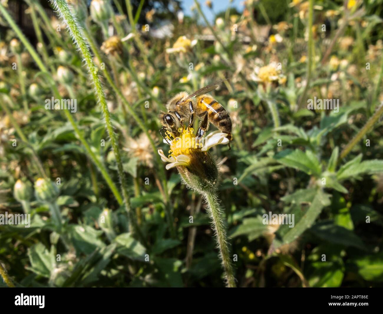 Eine Honigbiene (Apis mellifera) fortet auf einer Tridax Daisy (Tridax procumbens), alias Coatbuttons, Wildblume im Hinterhof, Asuncion, Paraguay Stockfoto