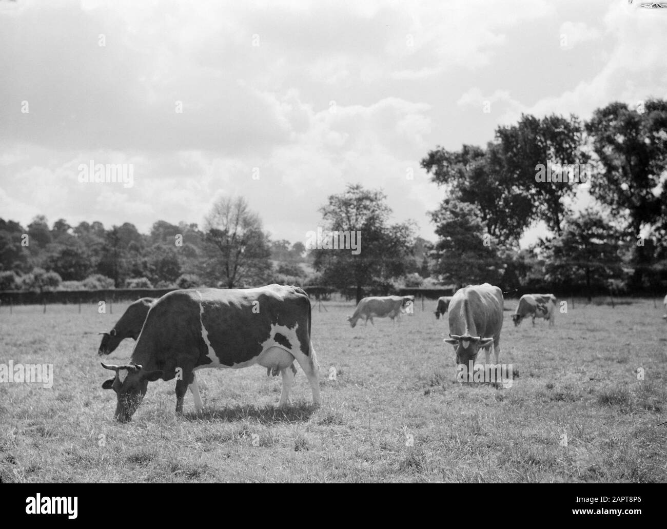 Friesische Kühe auf der Wiese Friesischer Rotbotte und Schwarz-Weiß-Kühe auf der von Bäumen umgrenzten Wiese Datum: Undatierte Stichwörter: Bäume, Weide, Kühe, Wiesen Stockfoto