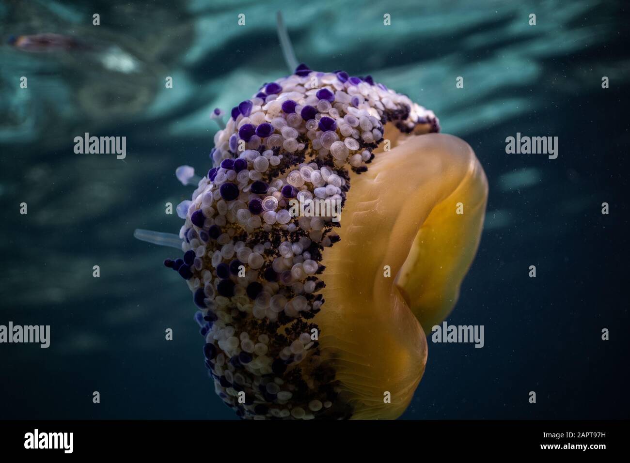 Cotylorhiza tuberculata (frittierte Eierqualle) Quallen unter Wasser in wunderschönem klarem Wasser in einer Bucht von Palma de Mallorca Spanien, wunderbares Unterwasserwasser Stockfoto