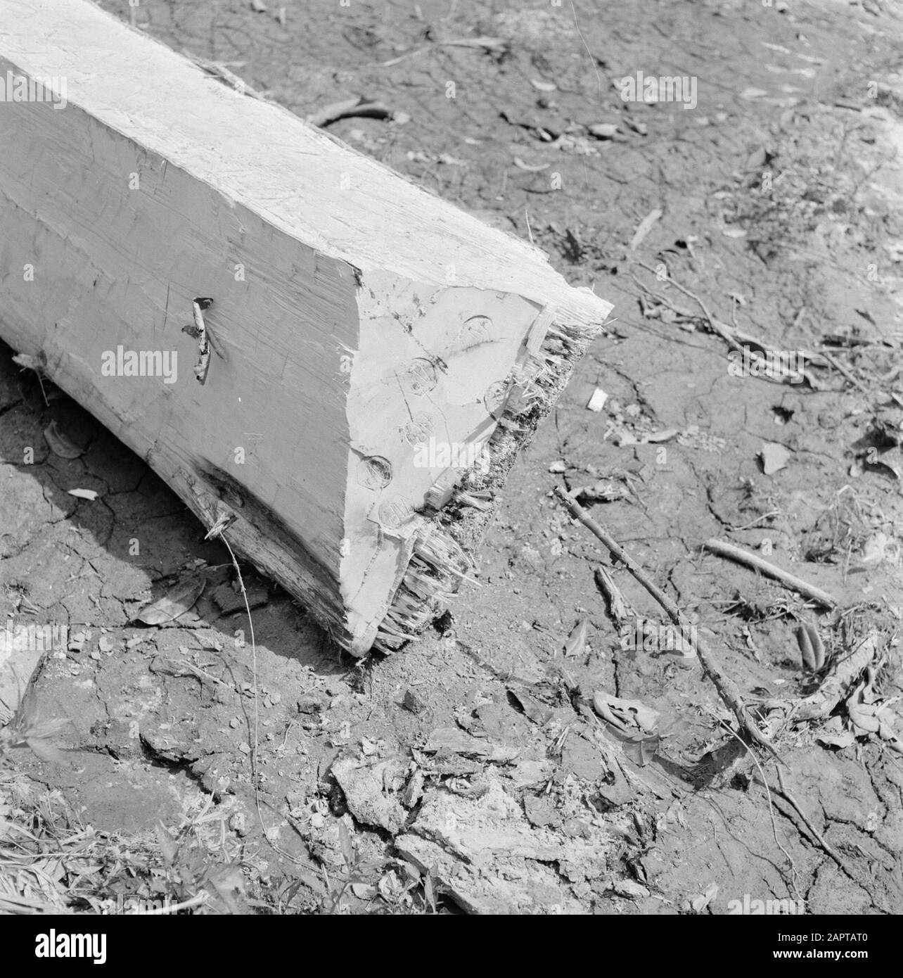 Niederländische Antillen und Suriname zum Zeitpunkt des königlichen Besuchs von Königin Juliana und Prinz Bernhard im Jahr 1955 Markierten Baumstamm in Verbindung mit Steuern Datum: 1. Oktober 1955 Ort: Suriname Schlüsselwörter: Steuern, Holz, Industrie Stockfoto