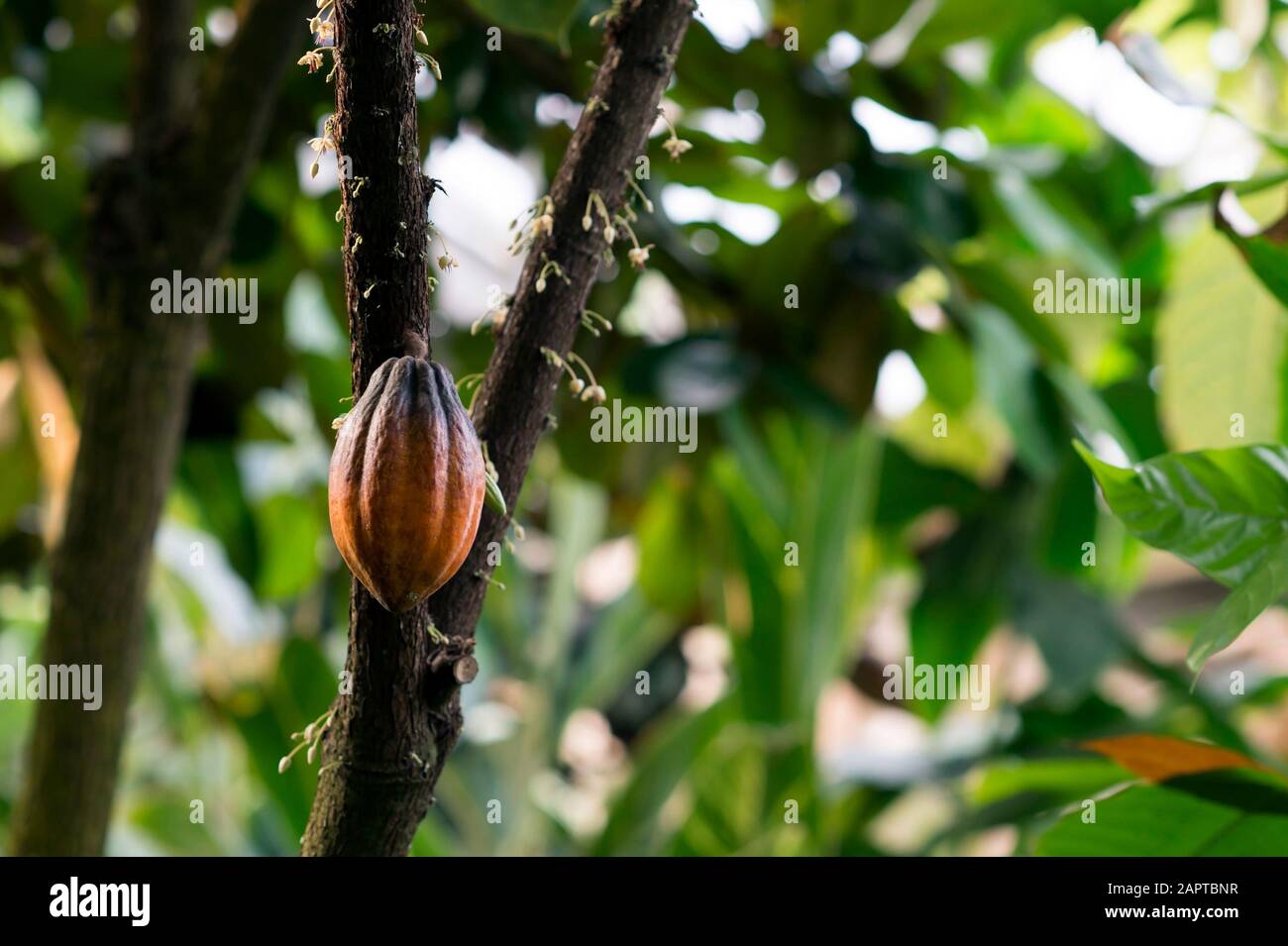 Eine einzelne Kakaobrucht auf einem Baumstamm unter leeren Blumen ohne Fruchtknoten. Das Konzept einer schlechten Ernte von Kakaofrüchten. Stockfoto