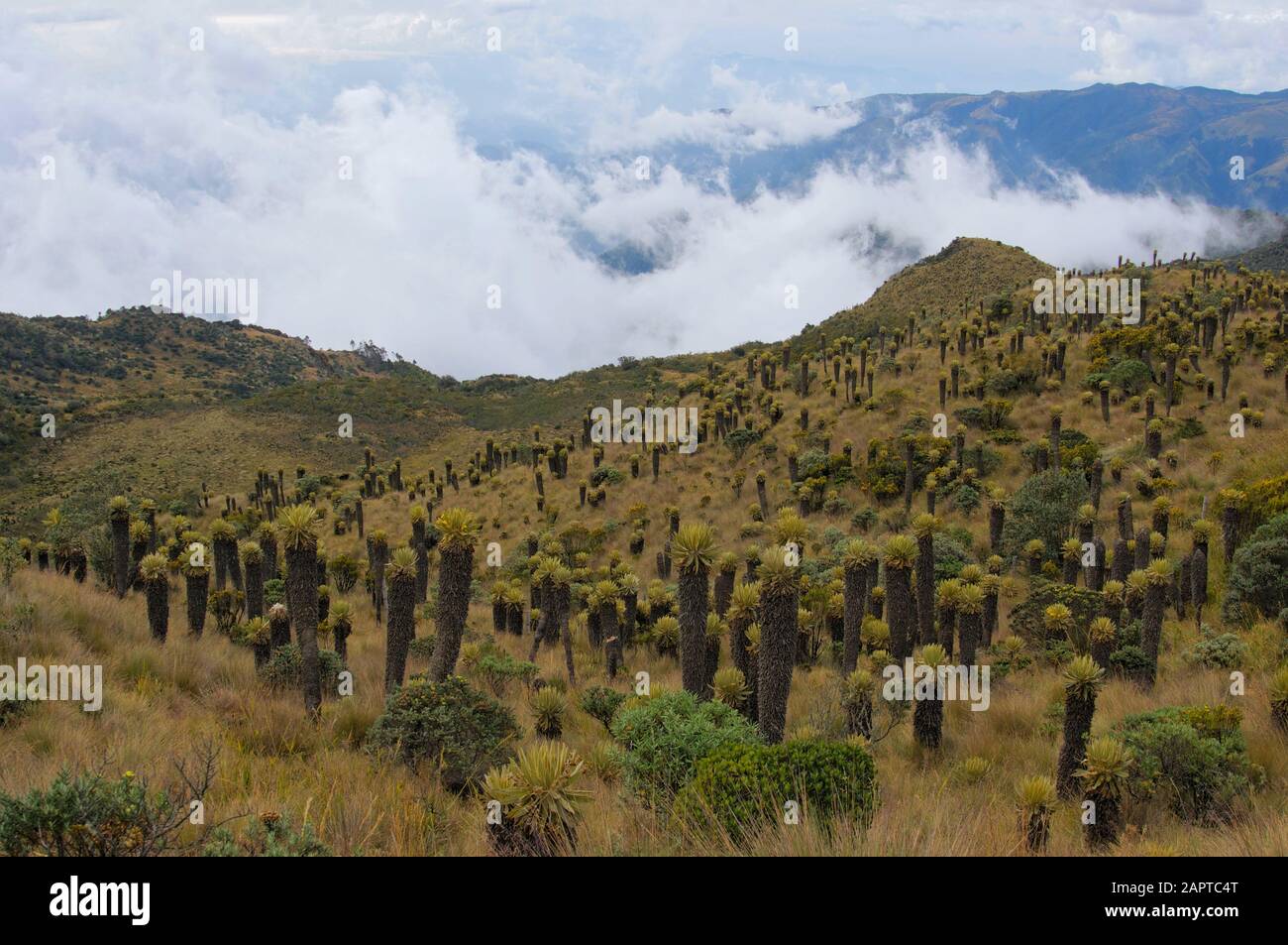 Frailejones Paramo Ökosystem Kolumbien Stockfoto