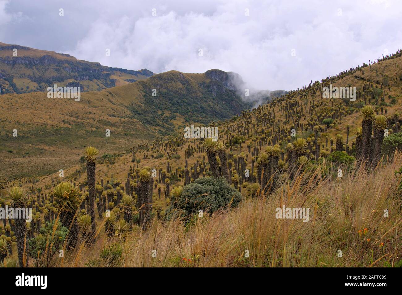 Frailejones Paramo Ökosystem Kolumbien Stockfoto