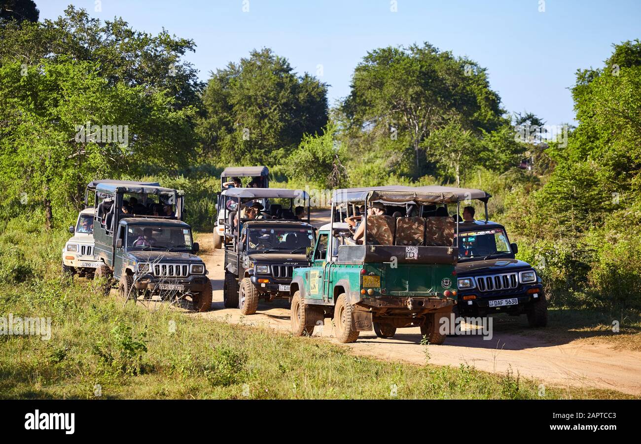 Udawalawe National Park, Sri Lanka - 28. Dezember 2019: Safari-Verkehr, Allradfahrzeuge kommen auf der Suche nach Tieren kaum aneinander vorbei. Stockfoto