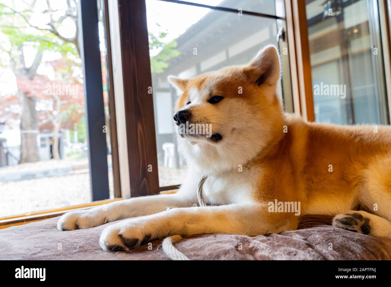 Nahaufnahme des süßen Akita-Hundes im Kakunodate, Japan Stockfoto