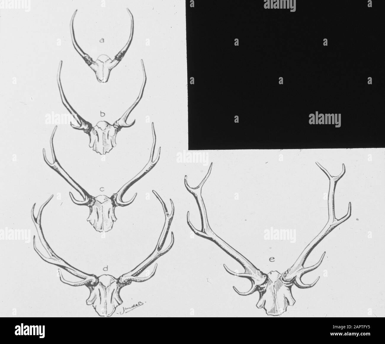 Zeichnungsdatum: Undatierte Stichwörter: Entwicklung von Geweihen, Persönliche Bezeichnung der Säugetiere: Rehe Stockfoto
