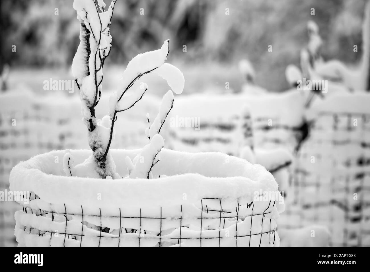 Schneebedeckte Sträucher mit Schutzzäunen im Winter; Manitoba, Kanada Stockfoto