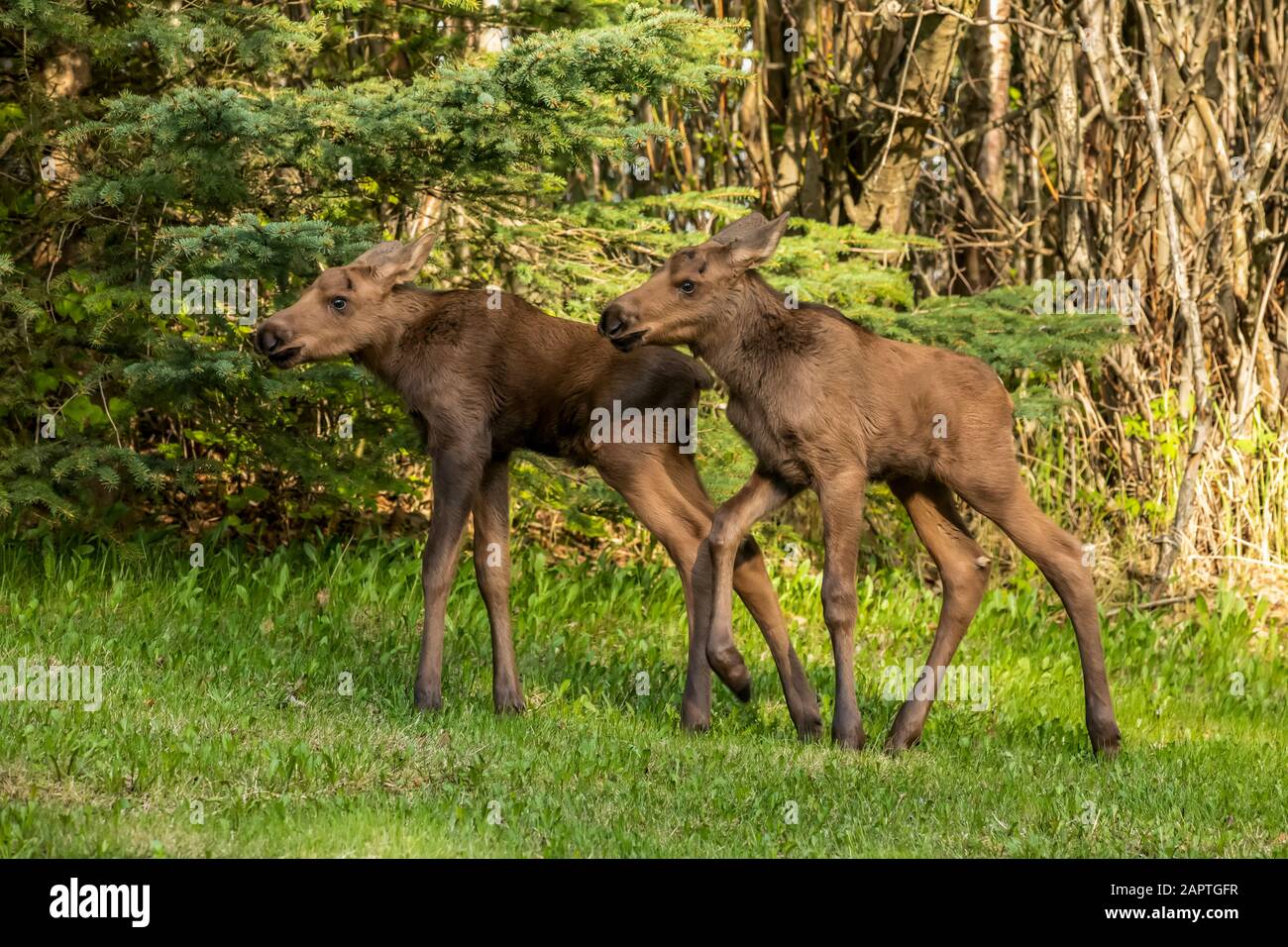 Elchkälber (Alces alces), Süd-Zentral Alaska; Anchorage, Alaska, Vereinigte Staaten von Amerika Stockfoto