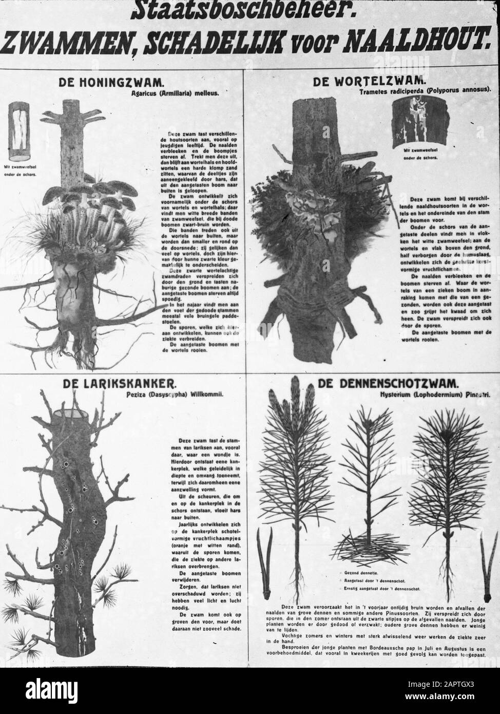 Plattendatum: Undatierte Stichwörter: Höhere Pflanzen, Schäden, Pilze Personenname: Staatsbosbeheer Stockfoto