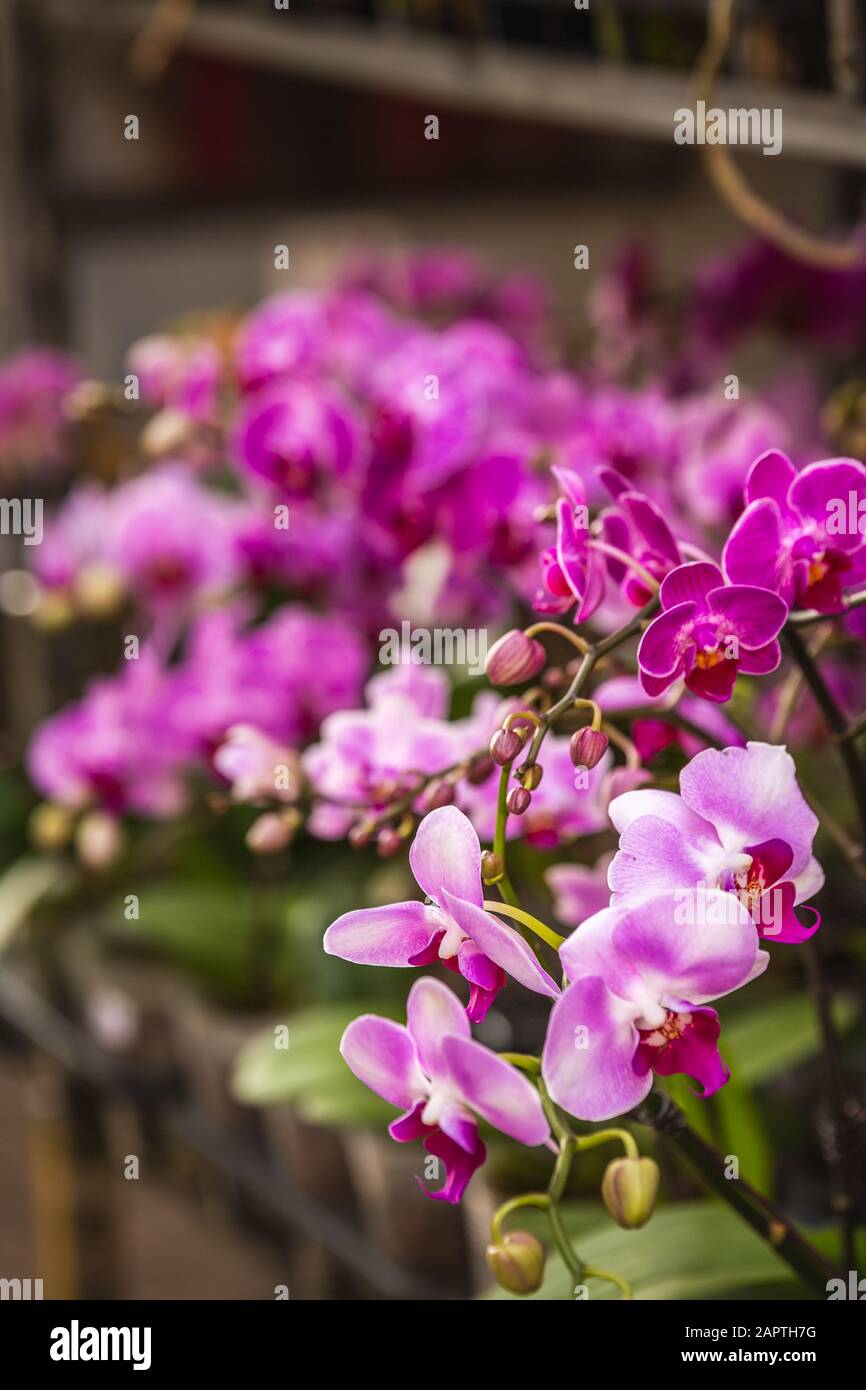 Blumensträuße auf dem Blumenmarkt in Hongkong Stockfoto