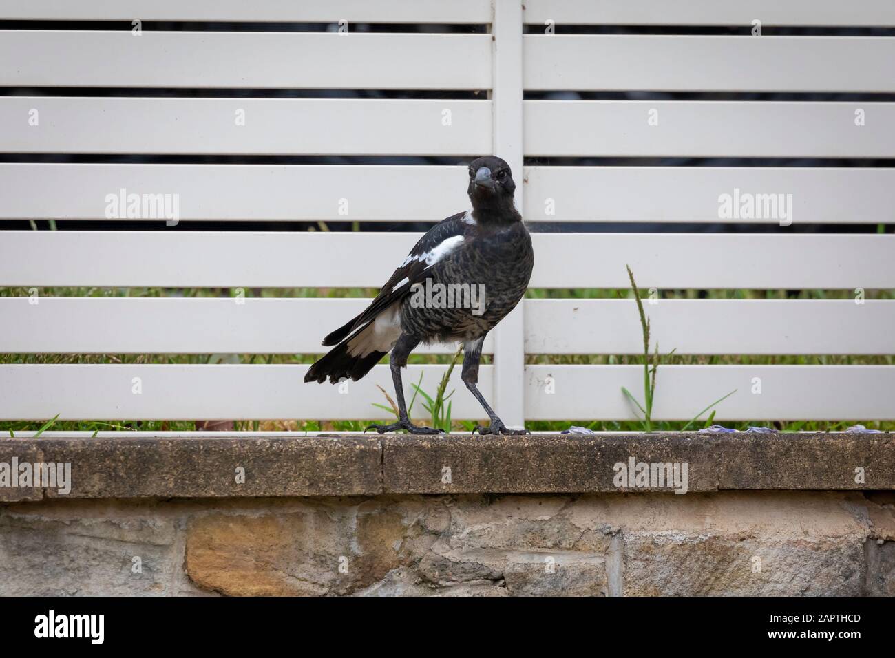 Junger Murray Magpie-Vogel in einem Vorstadt-Vorgarten Stockfoto