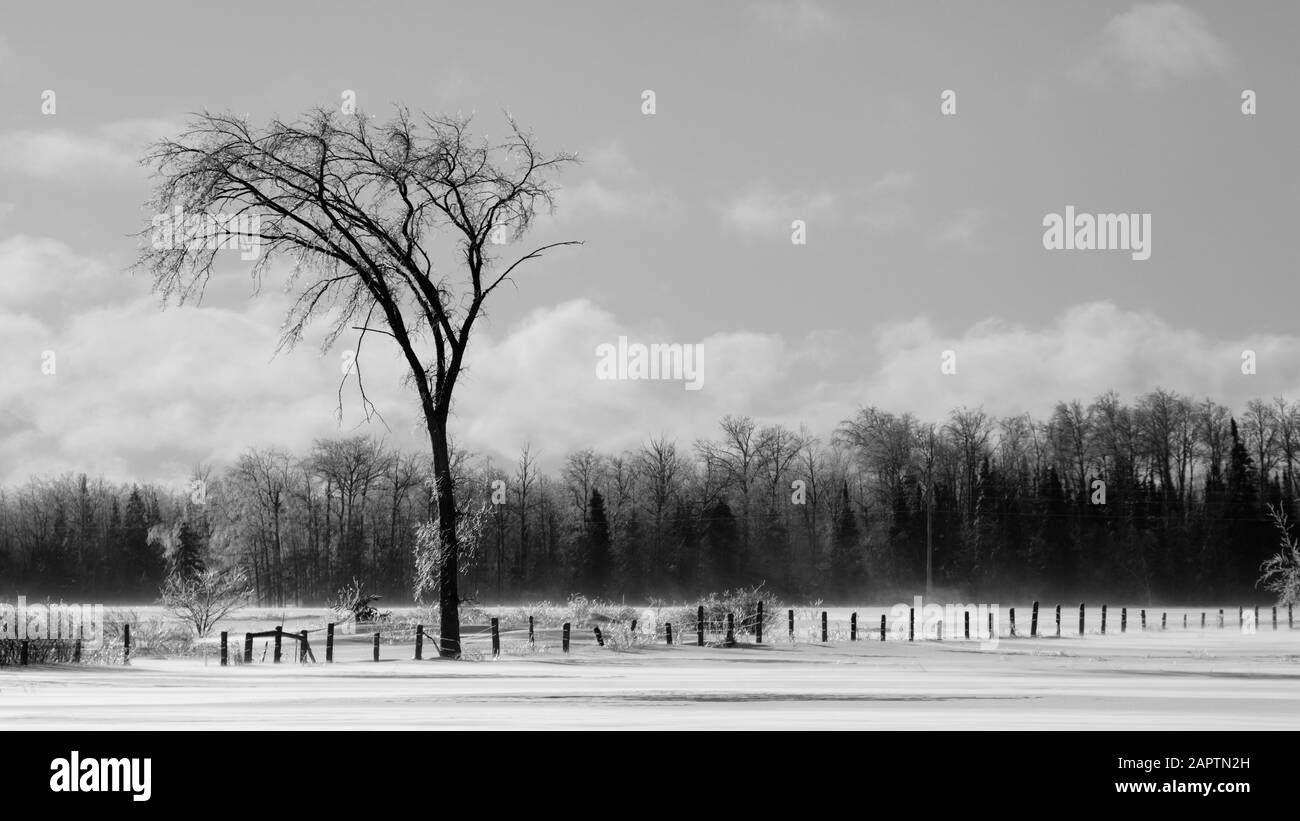 Schwarz-weiße Winterlandschaft mit schneebedecktem Feld, Zaun und Wald; Sault St. Marie, Michigan, Vereinigte Staaten von Amerika Stockfoto