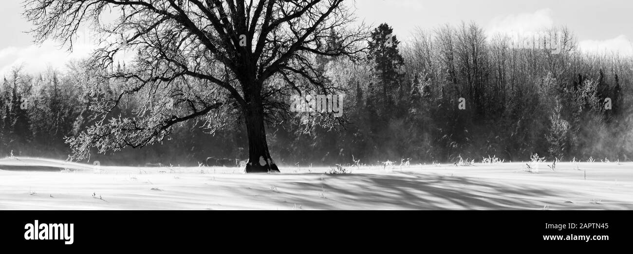 Schwarz-weiße Winterlandschaft mit schneebedecktem Feld, Eisnebel und Wald; Sault St. Marie, Michigan, Vereinigte Staaten von Amerika Stockfoto