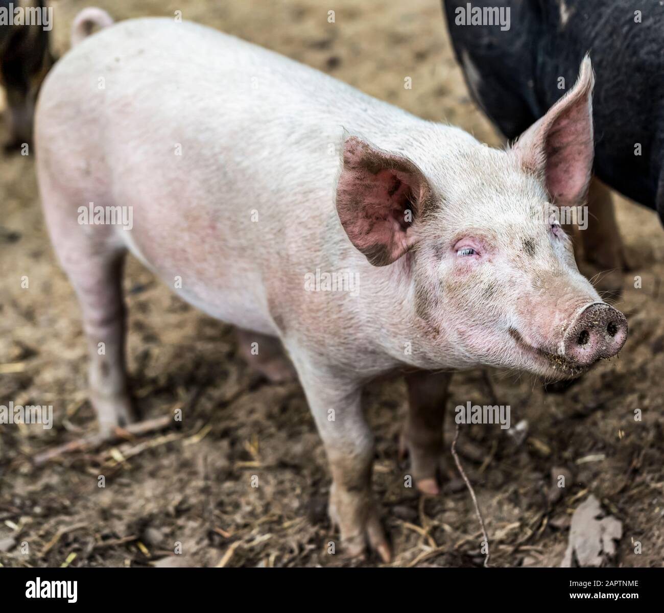 Rosa Schwein auf einer Farm; Armstrong, British Columbia, Kanada Stockfoto