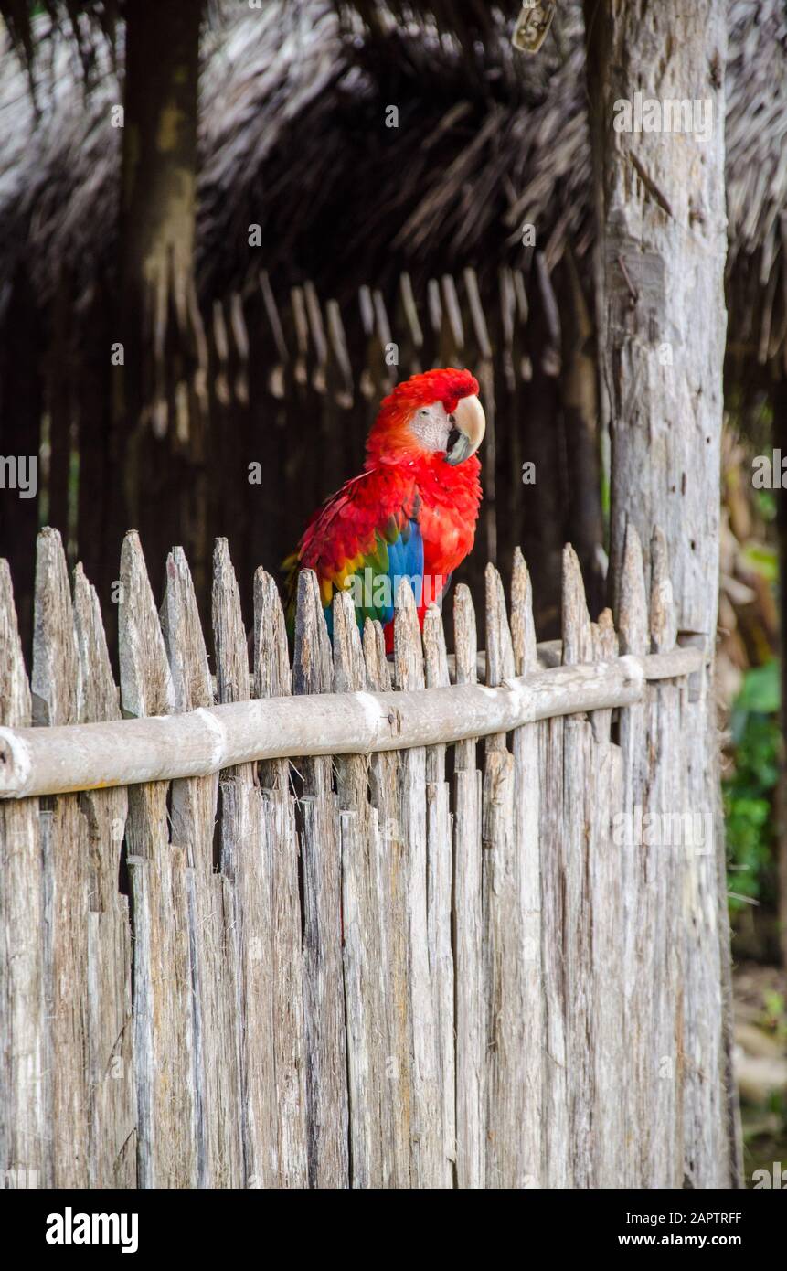 Roter Ara-Papagei im Wald von Ecuador. Der Papagei wird von den örtlichen Dorfbewohnern domestiziert. Stockfoto