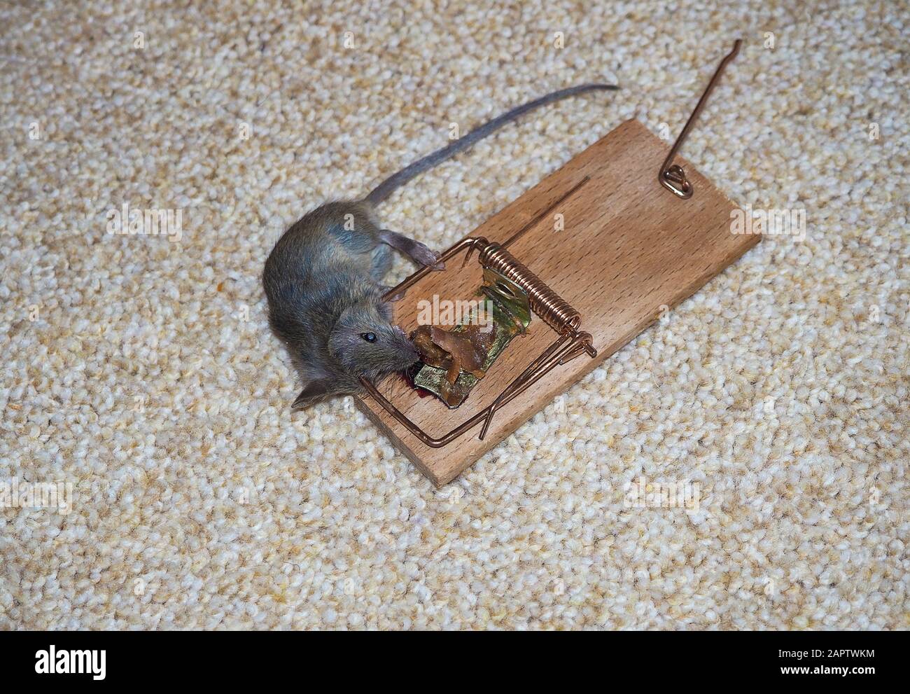 Tote Maus mit Speckscheibe in Mousetrap auf Teppich Stockfoto