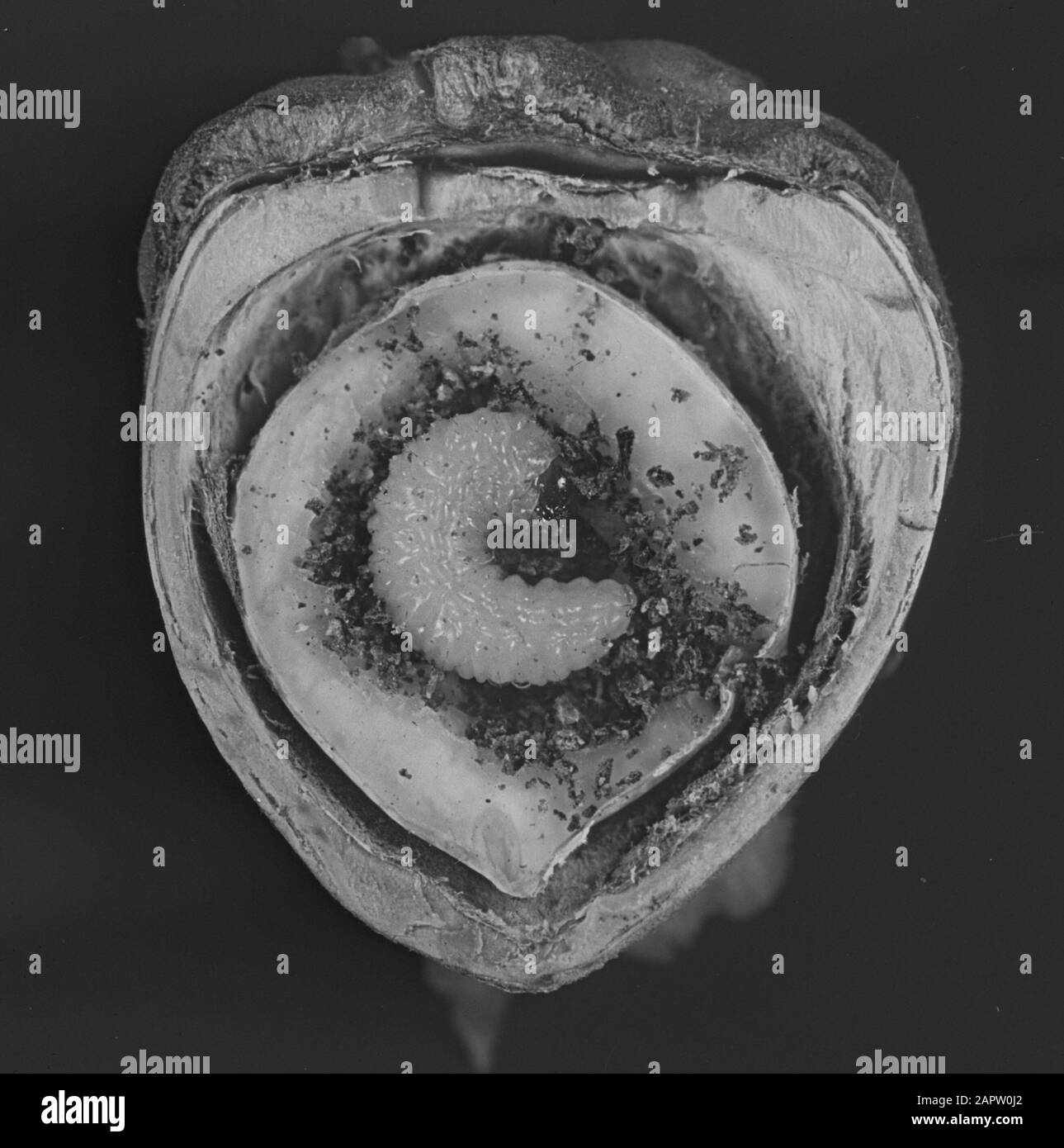 Insekten, Schäden, Balaninus Nukum, Haselnuss Datum: Undatierte Stichwörter: Schäden, Insekten Personenname: Balaninus Nukum, Haselnuss Stockfoto