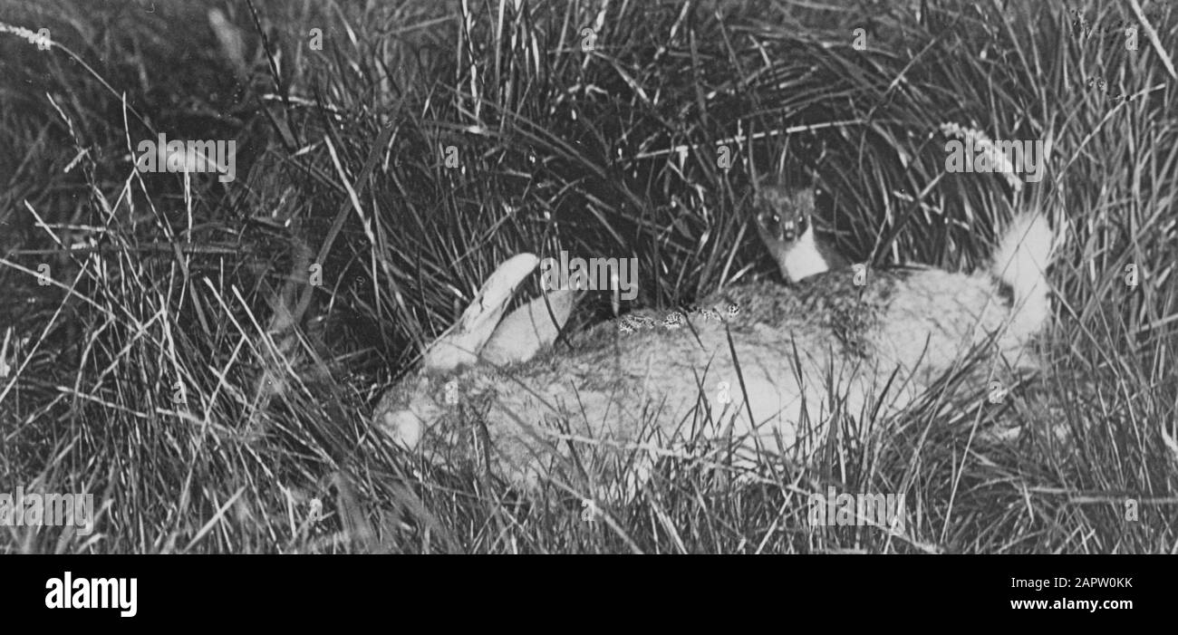 Säugetiere, Wiesel, Kaninchen Datum: Undatierte Stichwörter: Säugetiere Personenname: Kaninchen, Wiesel Stockfoto