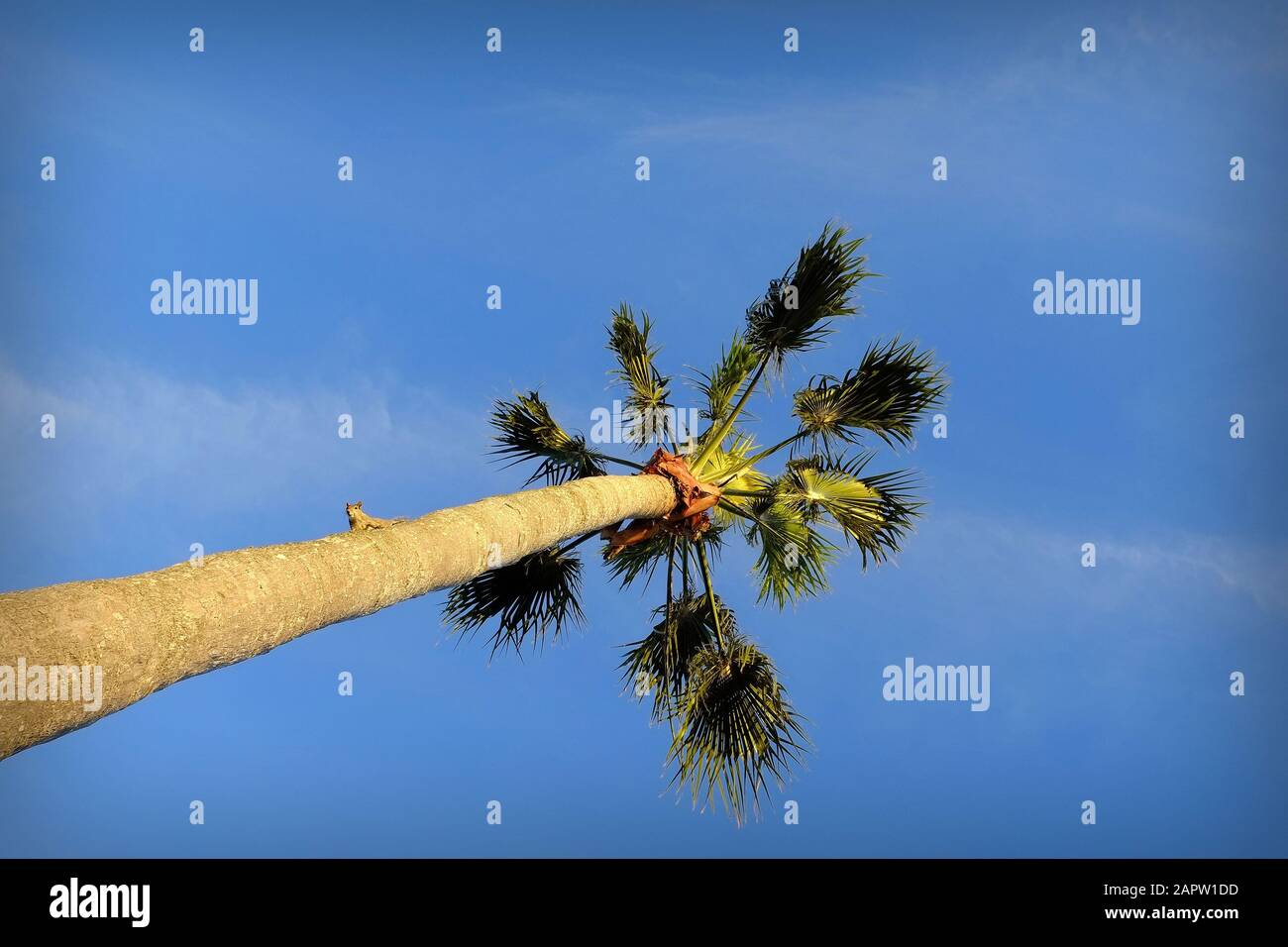 Ein Gleithörnchen in einer Palme in Florida, USA. Stockfoto