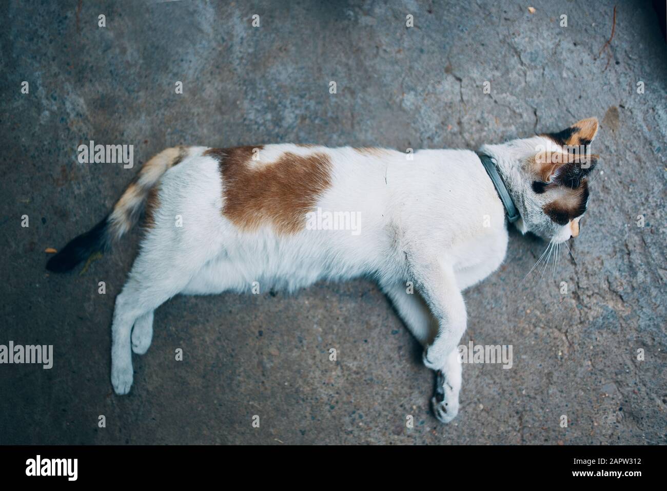 Weiße Katze von einem Auto getroffen. Die Raupe schlief am Boden ein, ihre Pfoten breiteten sich zu beiden Seiten aus. Stockfoto