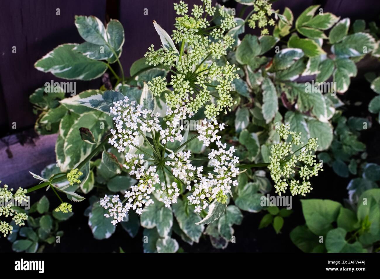 Die weißen Blumenhaufen von Bishop's Goutweed Stockfoto