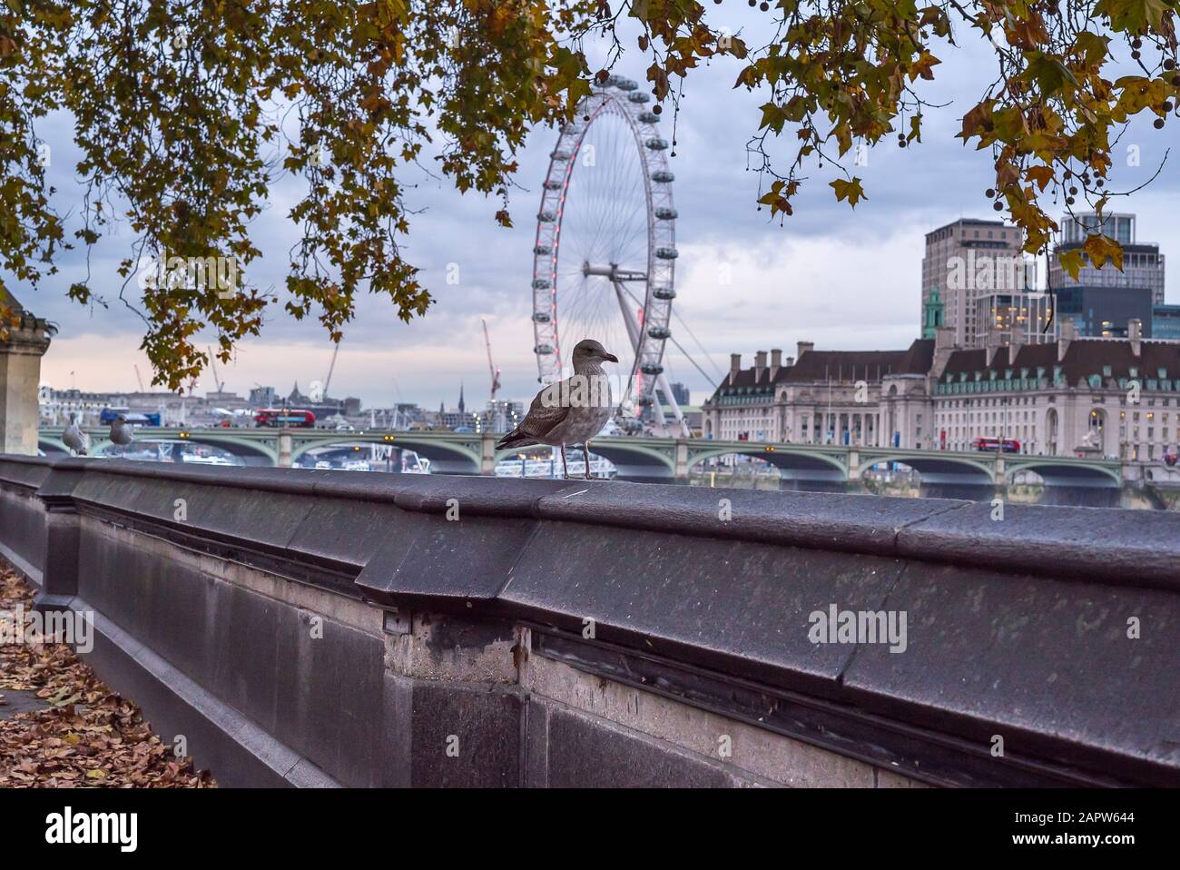 Abendblick über Das London Eye (Millennium Wheel) und die Westminster Bridge von der Themse. Große britische Möwe komisch an der Wand sitzend. Stockfoto