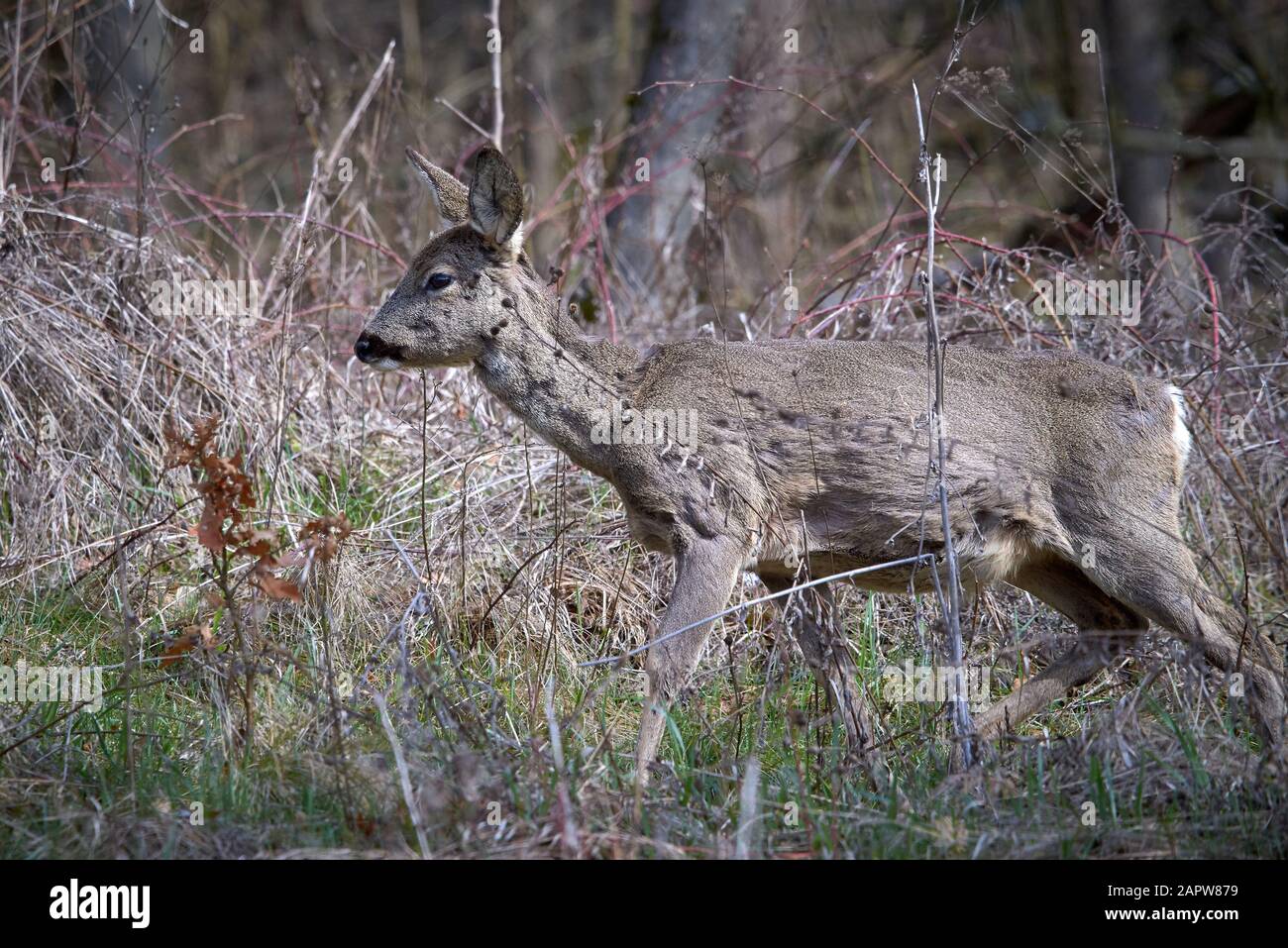 Neugierige Hirsche im Wald (Capreolus Capreolus) Stockfoto