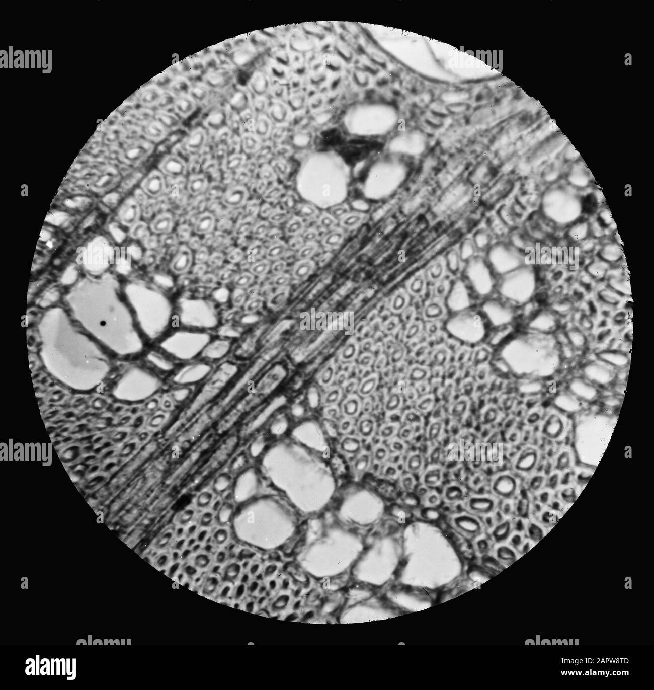 Mikroaufnahme/Querschnitt Datum: Undatierte Stichwörter: Verzweigungen Stockfoto