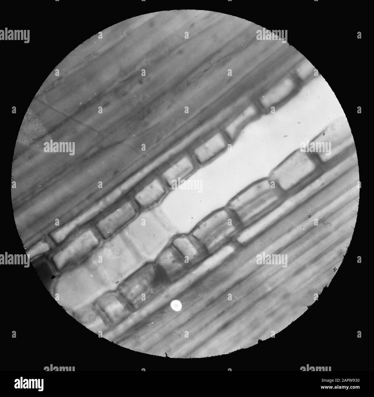 Mikroaufnahme/Querschnitt Datum: Undatierte Stichwörter: Verzweigungen Stockfoto