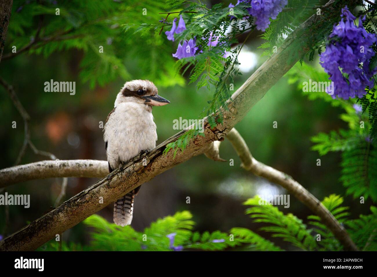 Kookaburra in Jacaranda-Baum Stockfoto