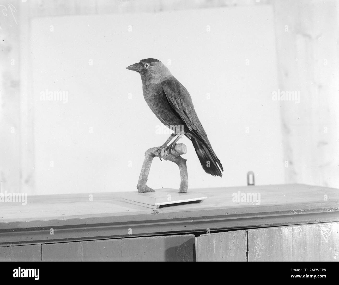 Reproduktionen, Vögel, Kauen Datum: Undatierte Stichwörter: Reproduktionen, Vögel Personenname: Kauen Stockfoto