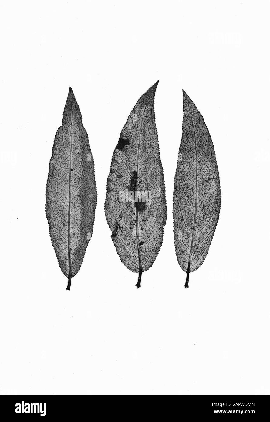 Pappeln, Blätter Datum: Undatierte Stichwörter: Blätter, Pappeln Stockfoto