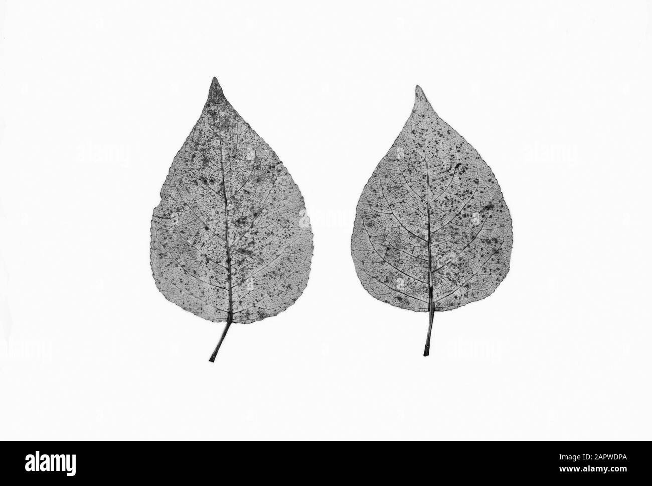 Pappeln, Blätter Datum: Undatierte Stichwörter: Blätter, Pappeln Stockfoto