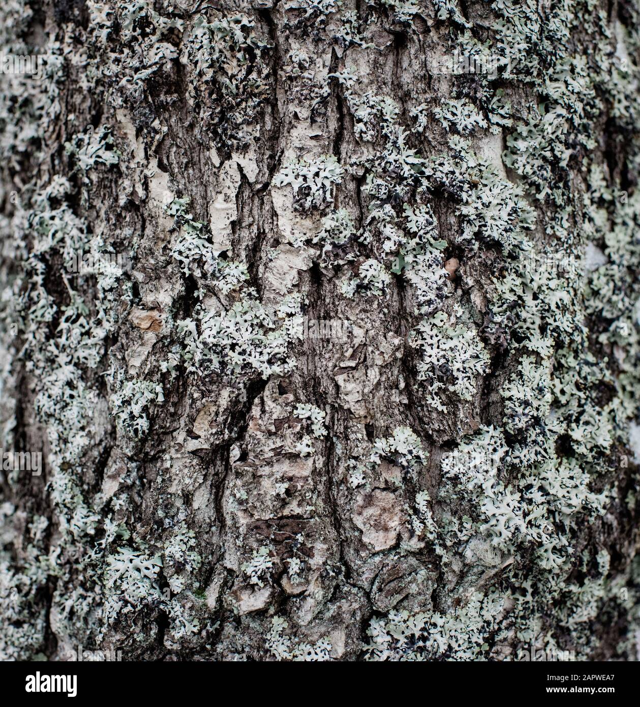 Nahaufnahme Textur von Moos und Pilz wächst auf einem alten Baum Stockfoto