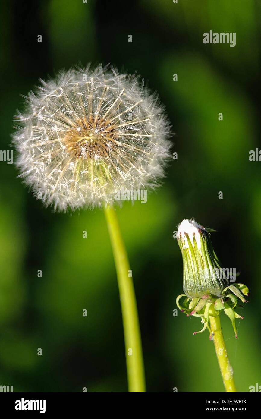 Vertikales Bild eines offenen und geschlossenen Löwenzahn-Samenkopfes Stockfoto