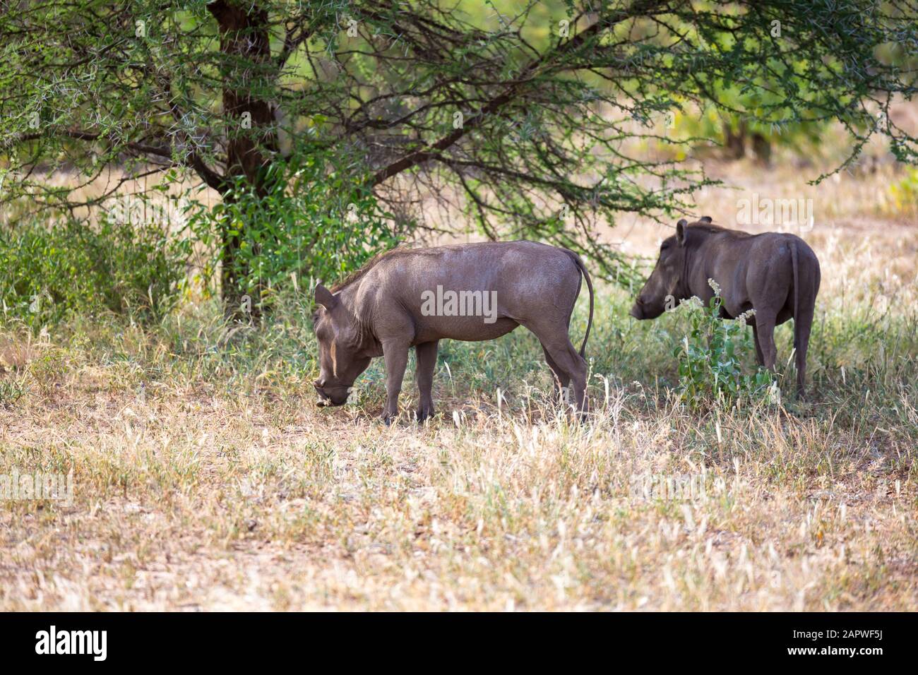 Ein Warthog in der Savanne Kenias Stockfoto