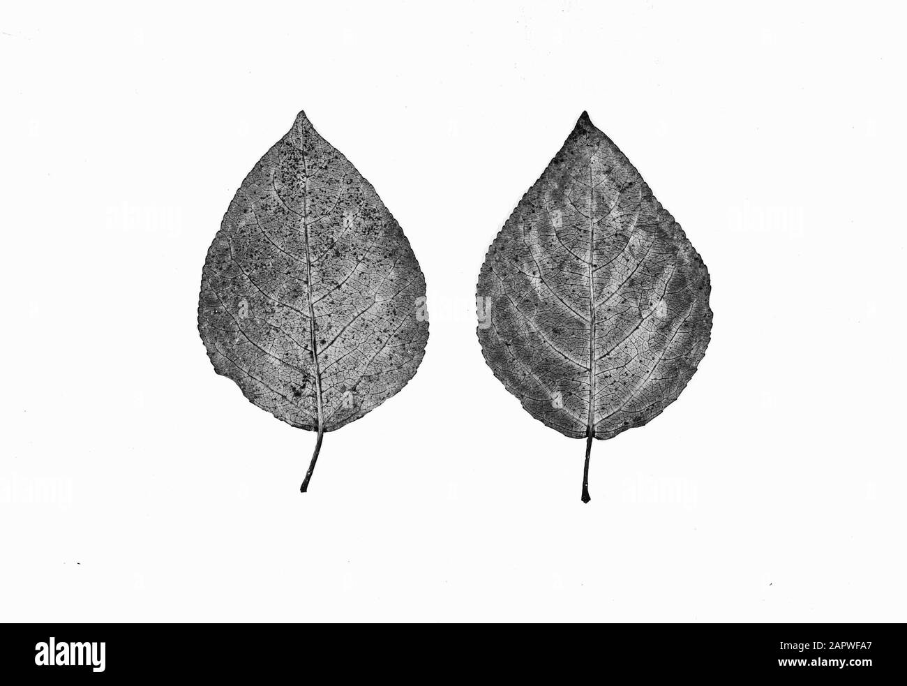 Pappeln, Blätter Datum: Undatierte Stichwörter: Blätter, Pappeln Stockfoto